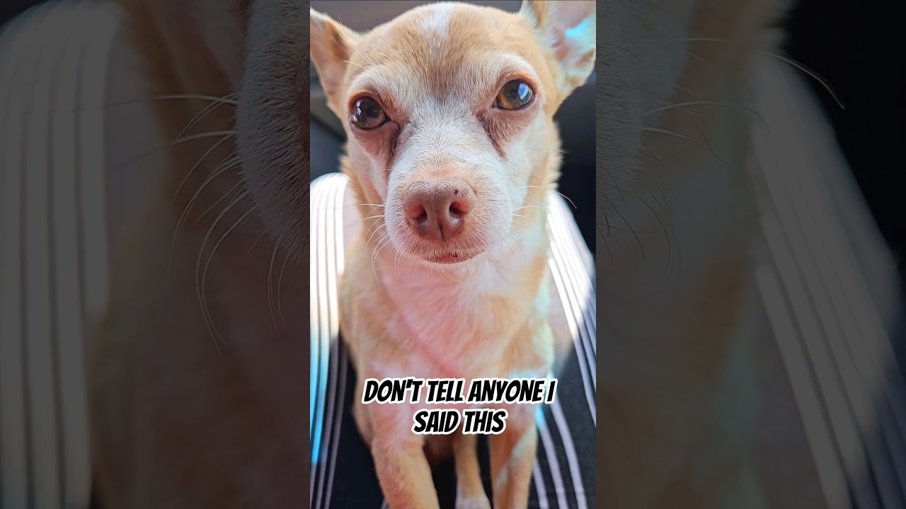 Our secret❤️ #yt #dog #pets #animal #cute #fyp #shorts #doglover #petlover #cutedog #doglife #doggo