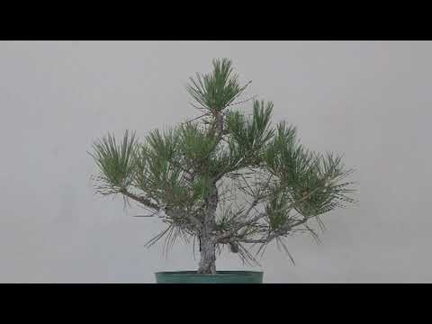 JAPANESE BLACK PINE IN FALL OF 2020 #6