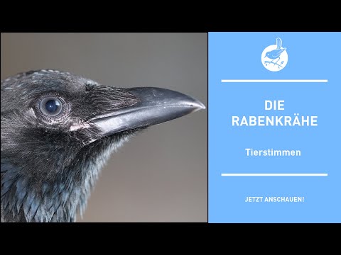 Vogelstimmen: Die Rabenkrähe - Carrion Crow - Corvus corone (4k)
