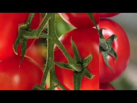High-tech smart glass greenhouses tomato cultivation around the world
