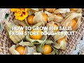 How To Grow Physalis From Store Bought Fruit Cape Gooseberry Ground Cherry UK