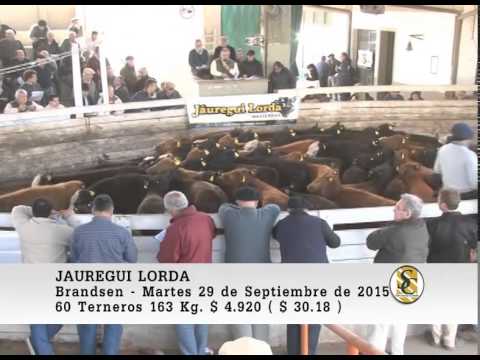 29-09-15 Venta de Machos - Jauregui Lorda - Brandsen.