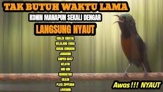 Download lagu MASTERAN BURUNG KONIN TERBAIK SEPANJANG MASA FULL ISIAN MEWAH MATERI KOMPLIT mp3