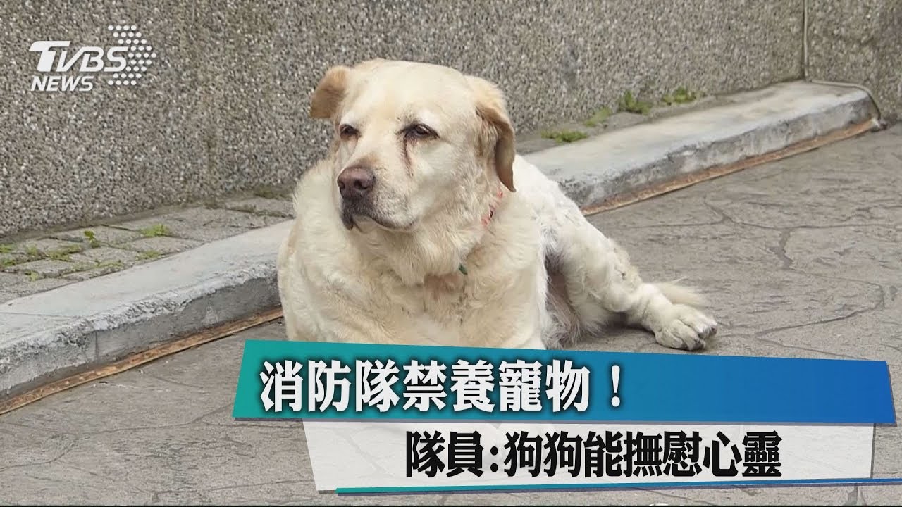 帶頭棄養？消防署禁寵物…再也看不到「隊犬」