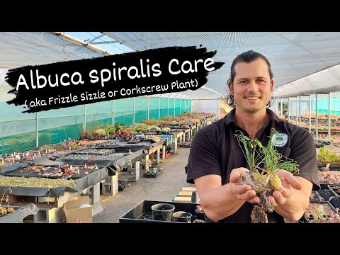 Albuca spiralis aka Frizzle Sizzle or Corkscrew Plant Care