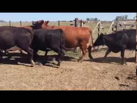 50 vaquillonas Angus negras en Coronel Brandsen, Buenos Aires