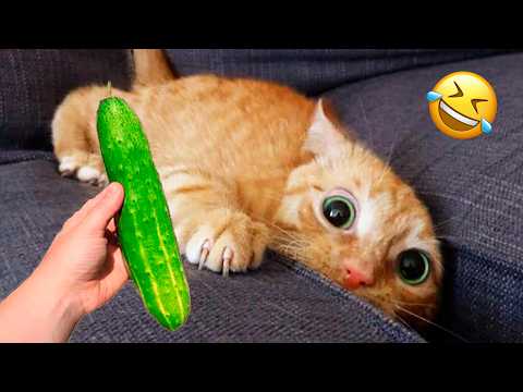 You Laugh You Lose 😹 Funniest Cats and Dogs 2026🤣