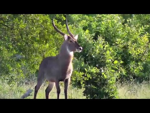 Djuma: Waterbuck bull - 17:43 - 01/16/2020
