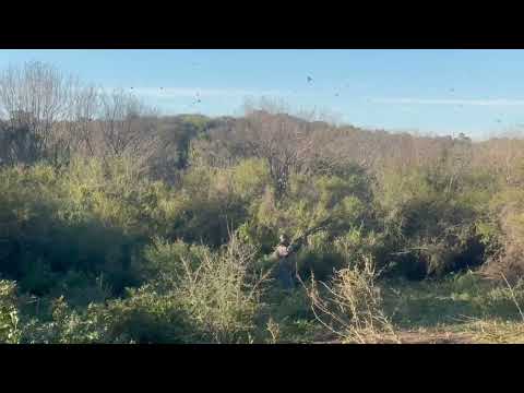 Birds - Las Vertientes in Totoral Córdoba, Argentina for 3 or 4 people