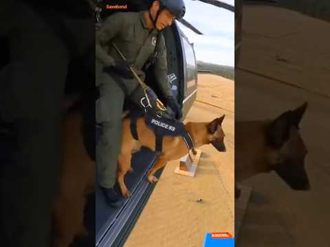 Elite K9 Police Dog Skills You Must See 🐕‍🦺🔥 | Extreme Police Dog Training #Shorts