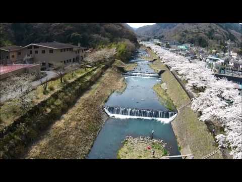 箱根 宮城野地区の桜