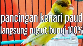 Download lagu pancingan kenari paud agar bunyi dan gacor mp3