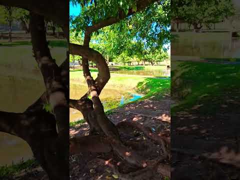 espelho d'água em Paranaiba/ MS