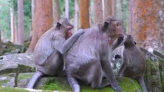 Young Jett Sit Beside Young Saxon while find lice for Mama Jinx on  Oct 26,2025/Vs.5k699. Ambers