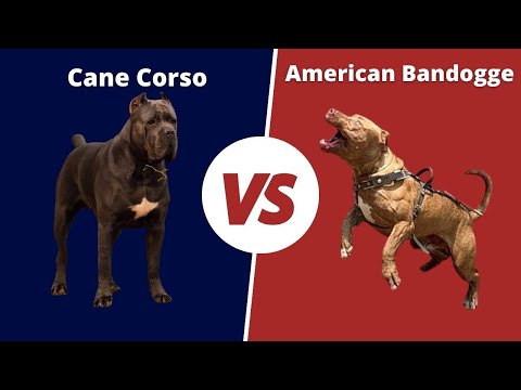 Cane Corso Vs American bandogge | American bandogge VS Cane corso