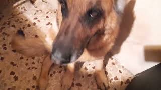 German shepherd with music.