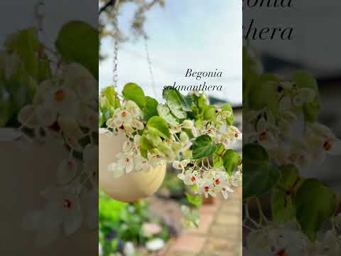 園芸 ボリビアンベゴニア