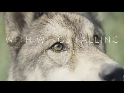 Levi Patel - With wings falling (Official Music Video)
