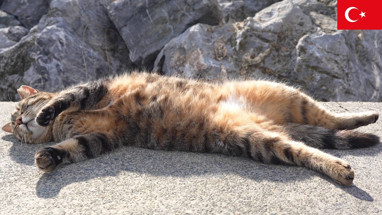 野生を100%忘れたネコ。イスタンブール猫動画【4K】