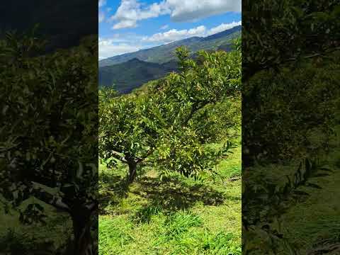 cultivo de guayaba guavata Santander