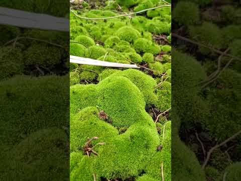 Teletubbies Hill #shorts #short #shortvideo