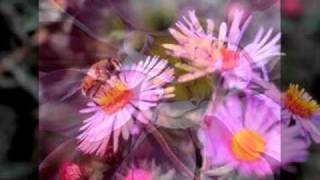 ROSA Y MIEL  ( Rosario Flores )