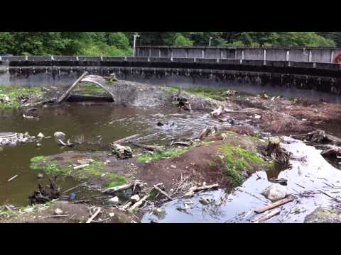 2011 07 31 Alaska 23 Bears IMG 1944