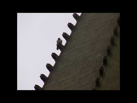 peregrine falcon wakefield cathedral June 2020 (photos)