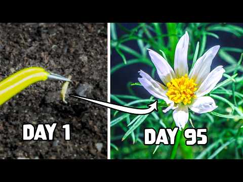 Growing Cosmos Flower From Seed to Bloom (137-day Time Lapse)