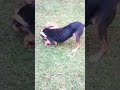 Dog Fighting