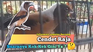 Download lagu The King's Cendet, the King's Pentet. Not your usual Cendet mp3