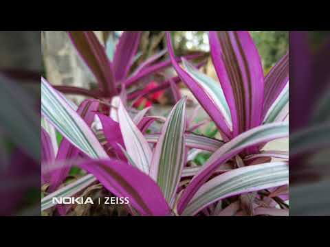 Nokia 8.1 images/photo/videos taken after 2 days of used.