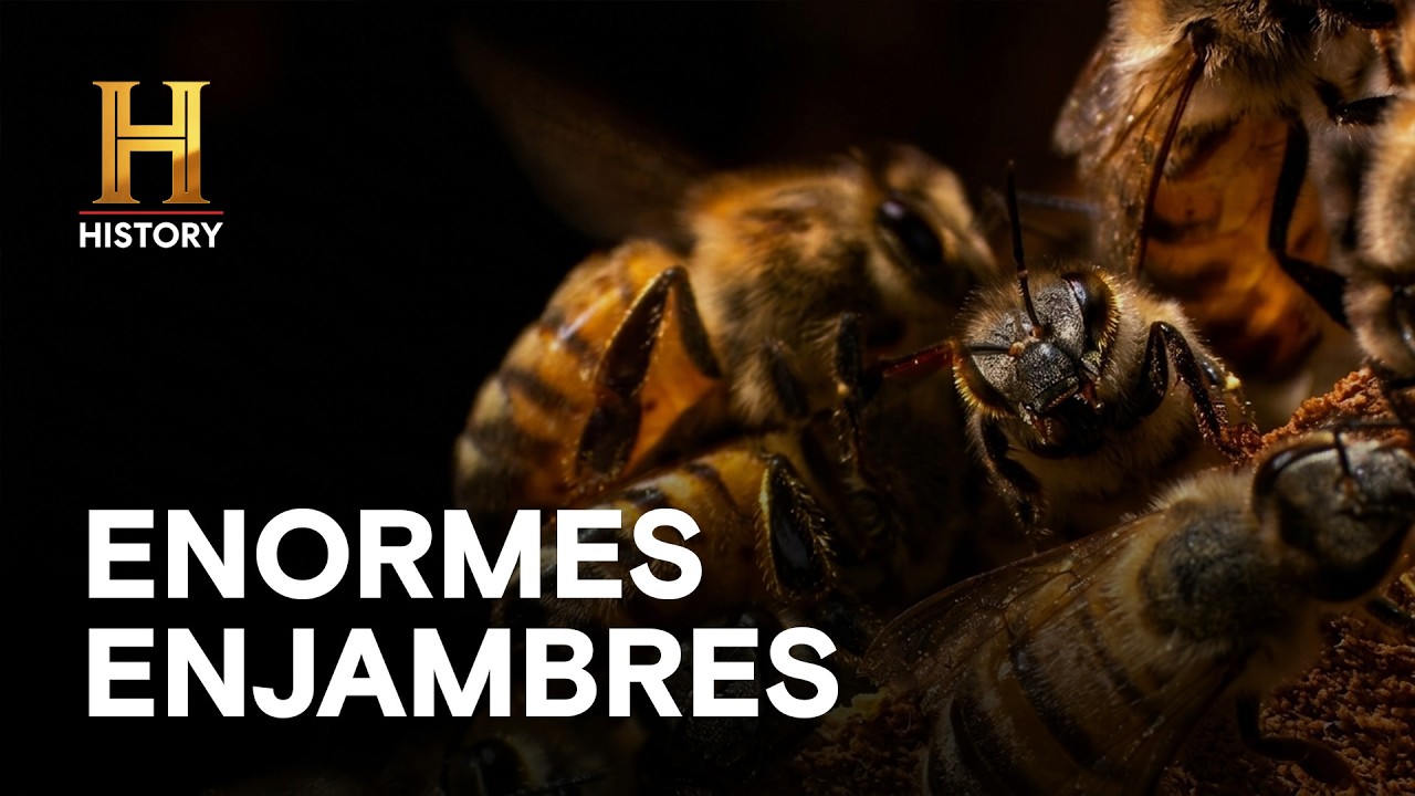 ENORMES ENJAMBRES - Se preparan para atacar - MONSTRUOS LEGENDARIOS