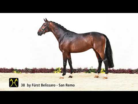 Verden Stallion Licensing 2021 - Dressage -  Nov 4-6 - No. 38 Stallion by Fürst Belissaro - San Remo