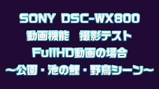 【素人が普通に撮影したサンプル#2】SONY サイバーショット DSC-WX800 動画機能による撮影 (公園・池の鯉・野鳥シーン/FullHD)