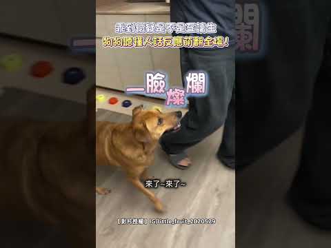 乖到懷疑是不是工讀生 狗狗聽懂人話反應萌翻全場! #shorts @Truemii