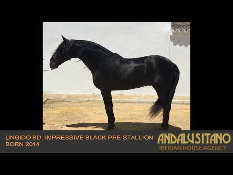 Ungido BD, impressive black PRE stallion born 2014