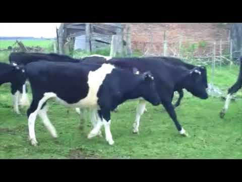 Lote 17 Novillos 1 a 2 años 14 HOL,  1 HOL CON AA Y DOS QUIGUI 250kg -  en RUTA 12 KM 126,500 2KM AL SUR