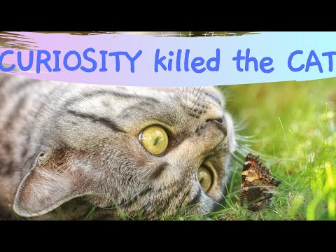 CURIOSITY KILLED THE CAT! Origin Story|Who said it FIRST!