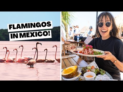 We found the BEST place to see flamingos!  🦩 Things to do in Celestún, Mexico
