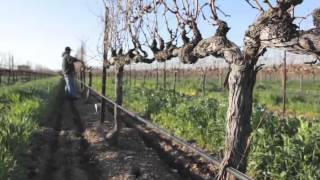 Firestone Vineyard - A Look Inside