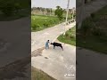 Khatarnak Bail Ki Qurbani Danger Bull Qurbani At Eid Ul Adha Bakra
