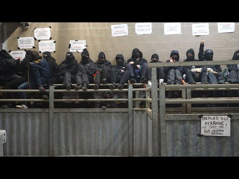 Tierschützer legen St. Vither Schlachthof lahm und halten Bauern und Polizei in Atem