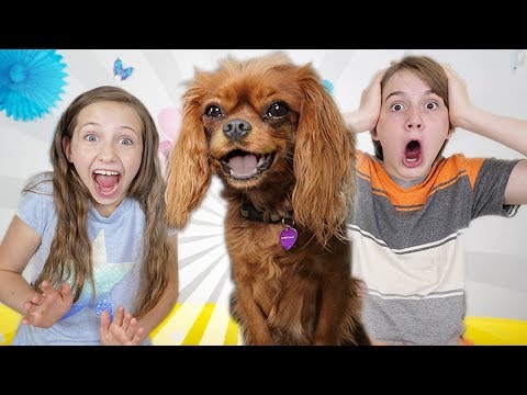 Evie Our Talking Dog!