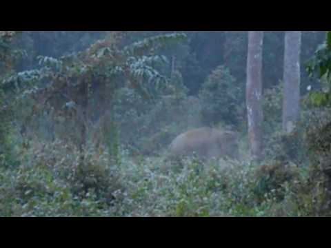 Elephants || Sometimes Elephants look so silent || Really so??