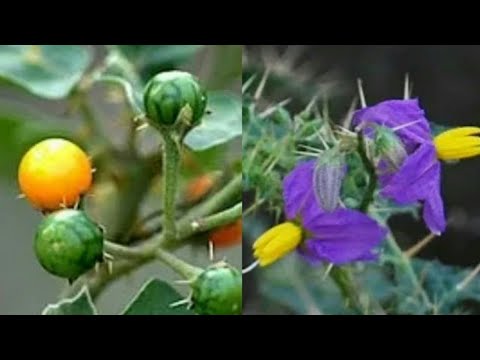 Solanum xanthocarpum