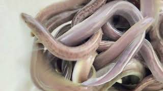 Size 20-25 con ky ngày 21 tháng 4, 2024