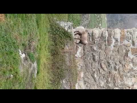 Steinbock spaziert bei Schloss Blatten