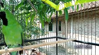 Download lagu Cucak ijo Gacor, Memicu Emosi Lawan, di jamin Cucak ijo Anda ikut Gacor. mp3 Download lagu Cucak ijo Gacor, Memicu Emosi Lawan, di jamin Cucak ijo Anda ikut Gacor. mp3