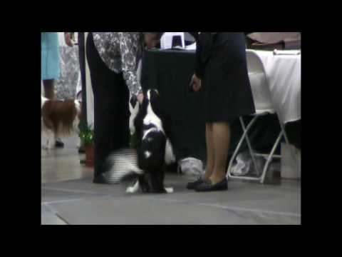 PAVI 5 DEL VALLE 2009